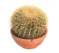 Echinocactus