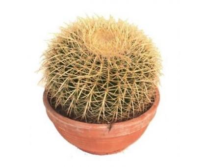 Эхинокактус / Echinocactus