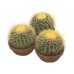 Эхинокактус / Echinocactus
