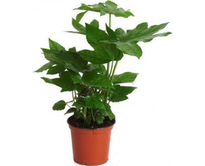 Фатсия японская / Fatsia japonica