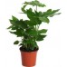 Фатсия японская / Fatsia japonica