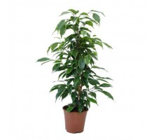 Ficus benjamina