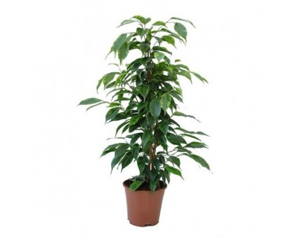 Фикус Бенджамина / Ficus benjamina