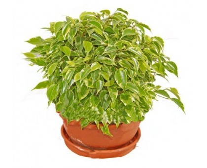Фикус Бенджамина Кинки / Ficus benjamina Kinki