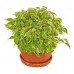 Фикус Бенджамина Кинки / Ficus benjamina Kinki