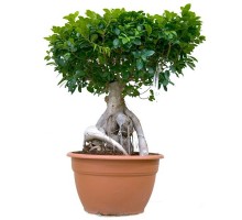 Ficus Microcarpa Ginseng