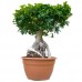 Фикус Микрокарпа Гинсенг / Ficus microcarpa Ginseng