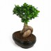 Фикус Микрокарпа Гинсенг / Ficus microcarpa Ginseng