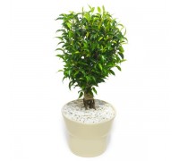 Ficus Natasha Jute