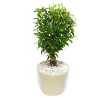 Ficus Natasha Jute