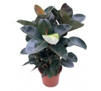 Ficus Robusta