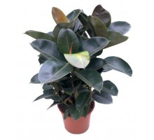 Ficus Robusta