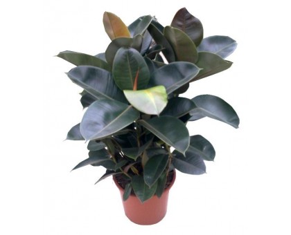 Фикус Робуста / Ficus robusta, Фикус каучуконосный