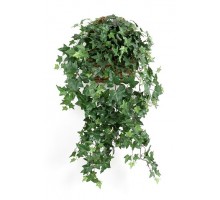 Hedera, ivy
