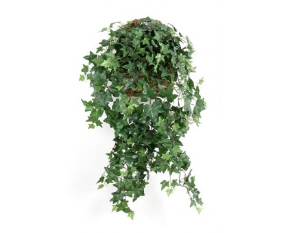 Хедера / Hedera, плющ