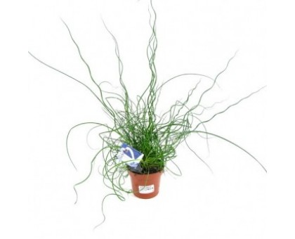 Джункус / Juncus