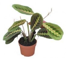 Maranta