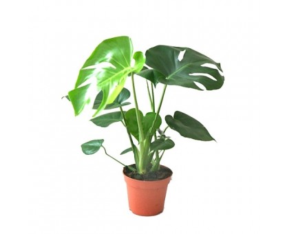 Монстера / Monstera
