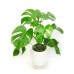 Монстера / Monstera