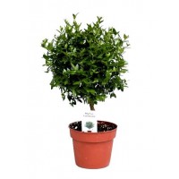 Myrtle
