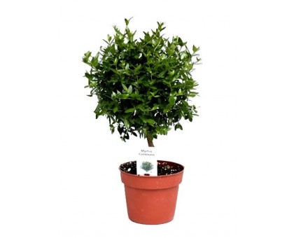 Мирт / Myrtus, Миртовое дерево