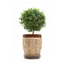 Мирт / Myrtus, Миртовое дерево