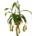 Непентес / Nepenthes, Мухоловка