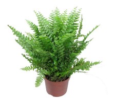 Nephrolepis