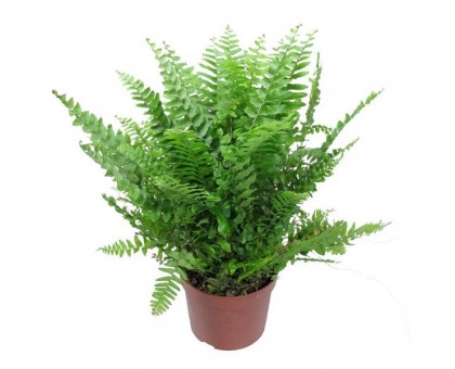 Нефролепис / Nephrolepis