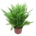 Нефролепис / Nephrolepis