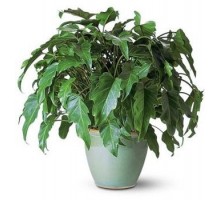 Philodendron schott