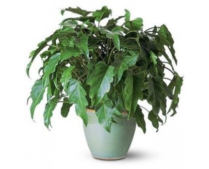 Филодендрон schott / Philodendron schott