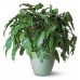 Филодендрон schott / Philodendron schott