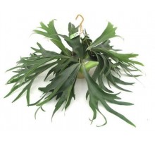 Platycerium, Antlers