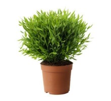 Pogonaterum Monica (Bamboo)