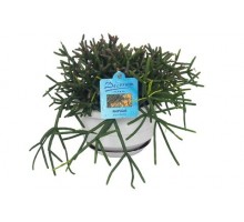 Rhipsalis