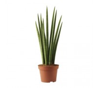 Sansevieria cylindrica
