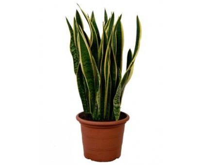 Сансевиерия Laurentii / Sansevieria laurentii
