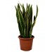 Сансевиерия Laurentii / Sansevieria laurentii