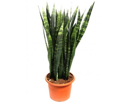 Сансевиерия trifasciata / Sansevieria trifasciata