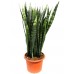 Сансевиерия trifasciata / Sansevieria trifasciata