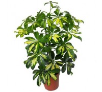 Schefflera