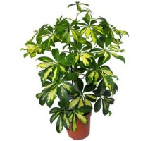 Schefflera