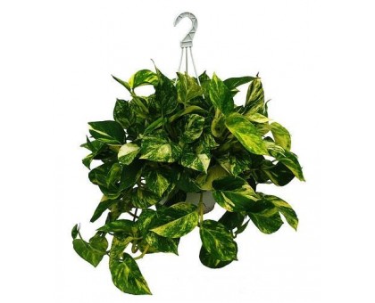 Scindapsus in a hanging pot