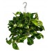 Scindapsus in a hanging pot