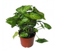 Syngonium