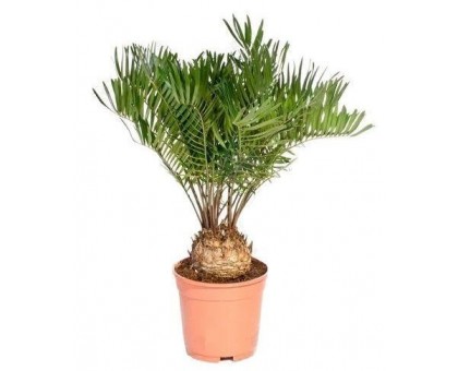 Замия / Zamia