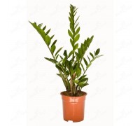 Zamioculcas, Dollar Tree