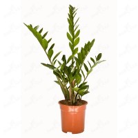 Zamioculcas, Dollar Tree