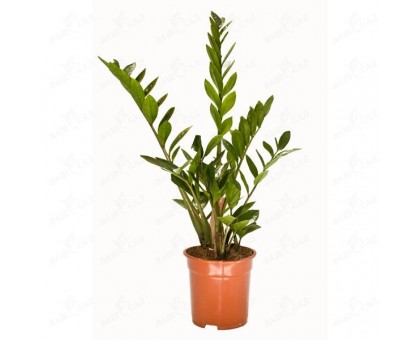 Zamioculcas, Dollar Tree